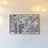 Frosted Covered Needles by Alan Majchrowicz. shown as a paper print in a natural frame. Available as a archival giclee rolled canvas, fine art paper, or poster print. SKU 16153i.