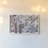 Frosted Covered Needles by Alan Majchrowicz. shown as a paper print in a white frame. Available as a archival giclee rolled canvas, fine art paper, or poster print. SKU 16153i.