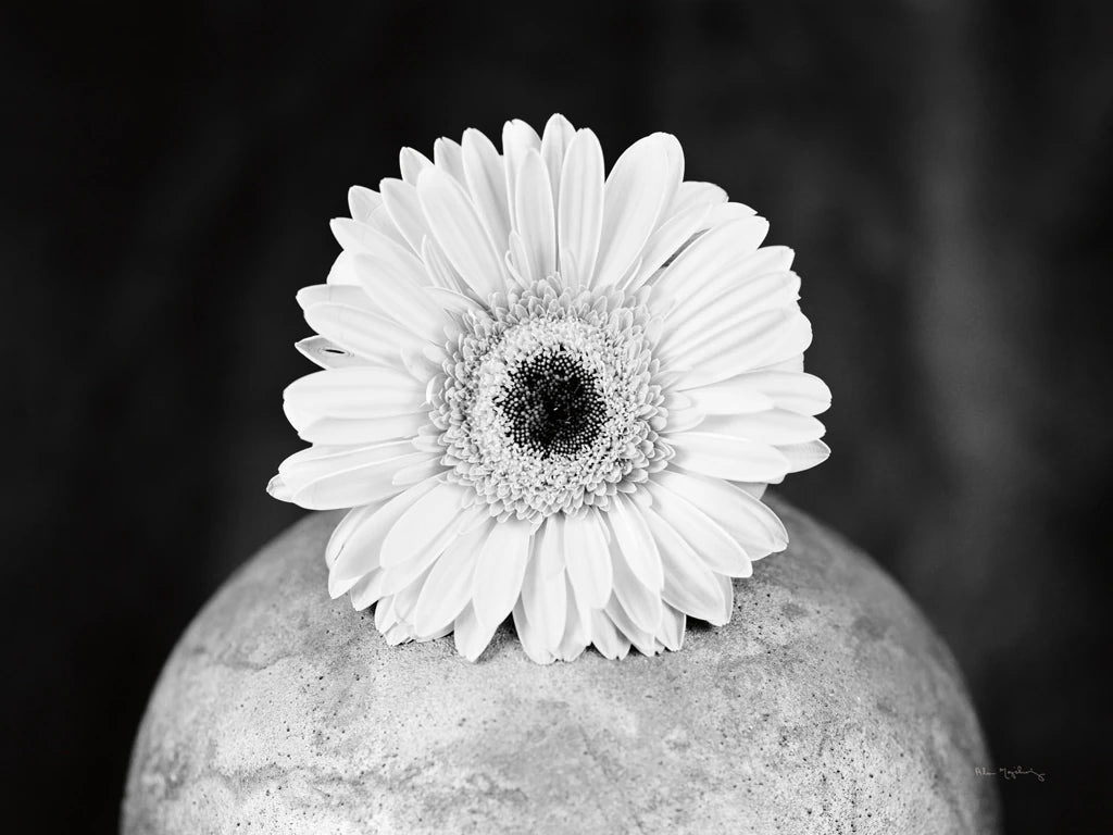 Gerber Daisy on raku pot by Alan Majchrowicz