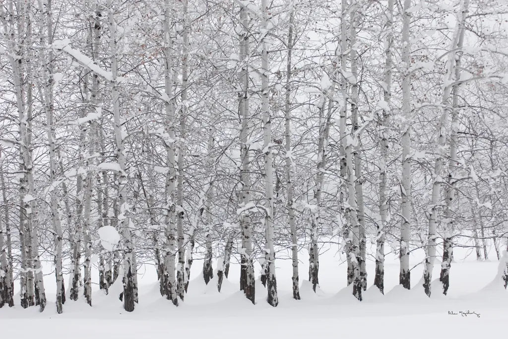 Grove of Aspen Trees in Winter by Alan Majchrowicz. SKU 43902i. Archival Giclee Fine art print for wall decor.