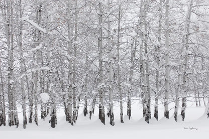 Grove of Aspen Trees in Winter by Alan Majchrowicz. SKU 43902i. Archival Giclee Fine art print for wall decor.