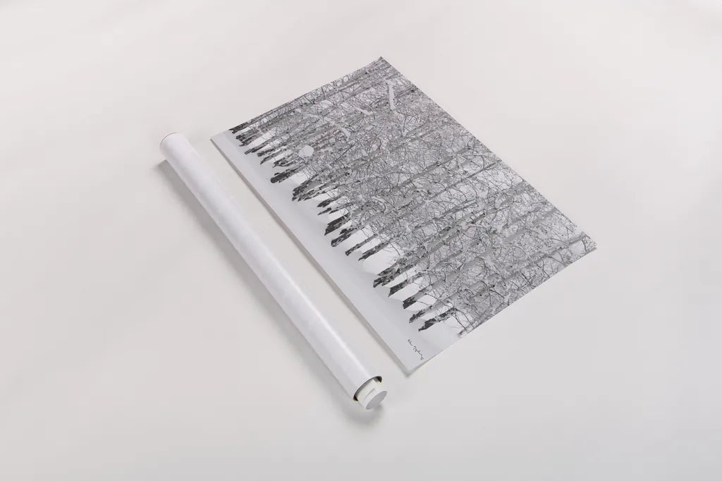 Grove of Aspen Trees in Winter by Alan Majchrowicz. shown as a rolled paper print. Available as archival giclee rolled canvas, fine art paper, or poster print. SKU 43902i.