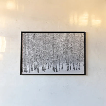 Grove of Aspen Trees in Winter by Alan Majchrowicz. shown as a paper print in a black flame. Available as a archival giclee rolled canvas, fine art paper, or poster print. SKU 43902i.