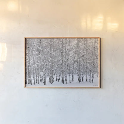 Grove of Aspen Trees in Winter by Alan Majchrowicz. shown as a paper print in a natural frame. Available as a archival giclee rolled canvas, fine art paper, or poster print. SKU 43902i.