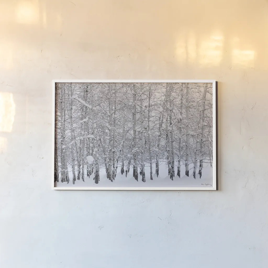 Grove of Aspen Trees in Winter by Alan Majchrowicz. shown as a paper print in a white frame. Available as a archival giclee rolled canvas, fine art paper, or poster print. SKU 43902i.