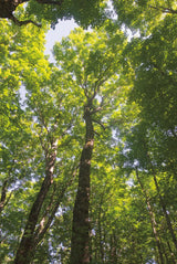 Hardwood Forest Canopy I by Alan Majchrowicz. SKU 52767h. Archival Giclee Fine art print for wall decor.