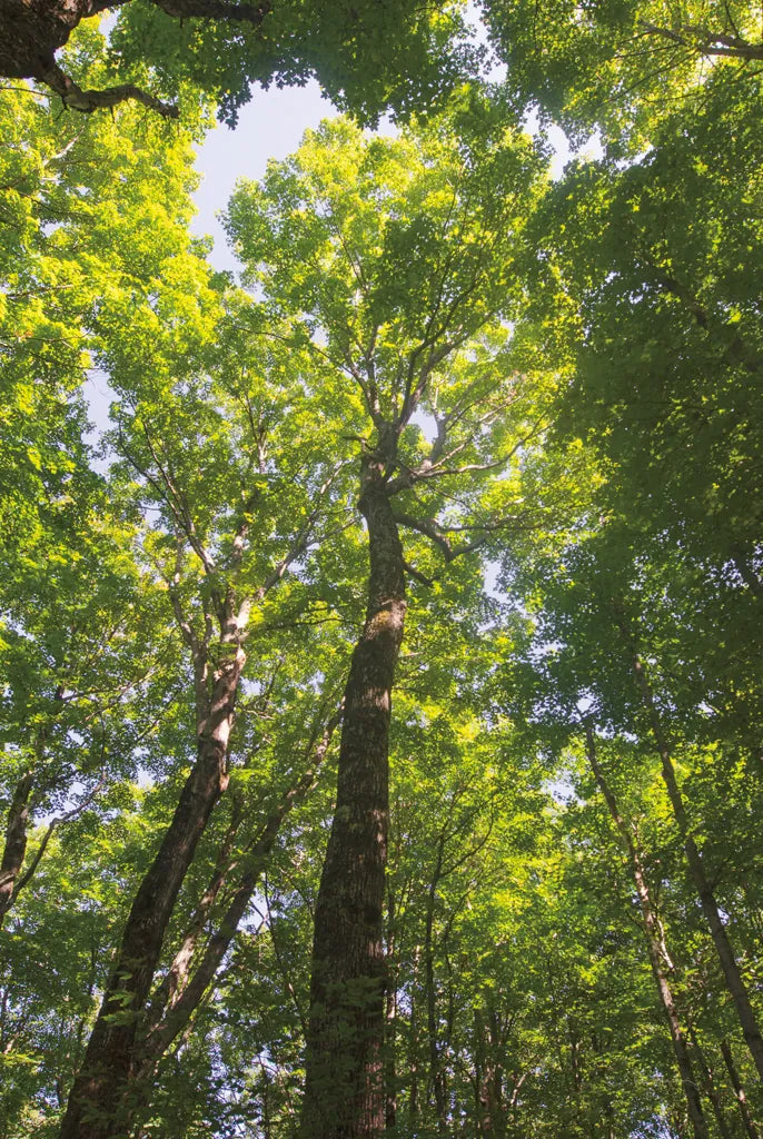 Hardwood Forest Canopy I by Alan Majchrowicz. SKU 52767h. Archival Giclee Fine art print for wall decor.