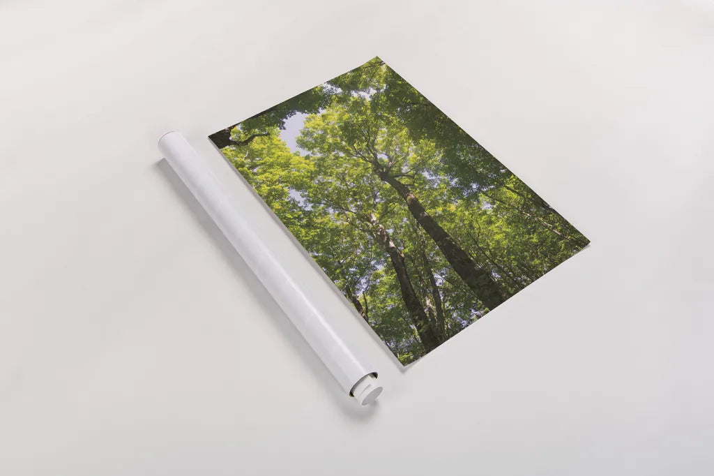 Hardwood Forest Canopy I by Alan Majchrowicz. shown as a rolled paper print. Available as archival giclee rolled canvas, fine art paper, or poster print. SKU 52767h.