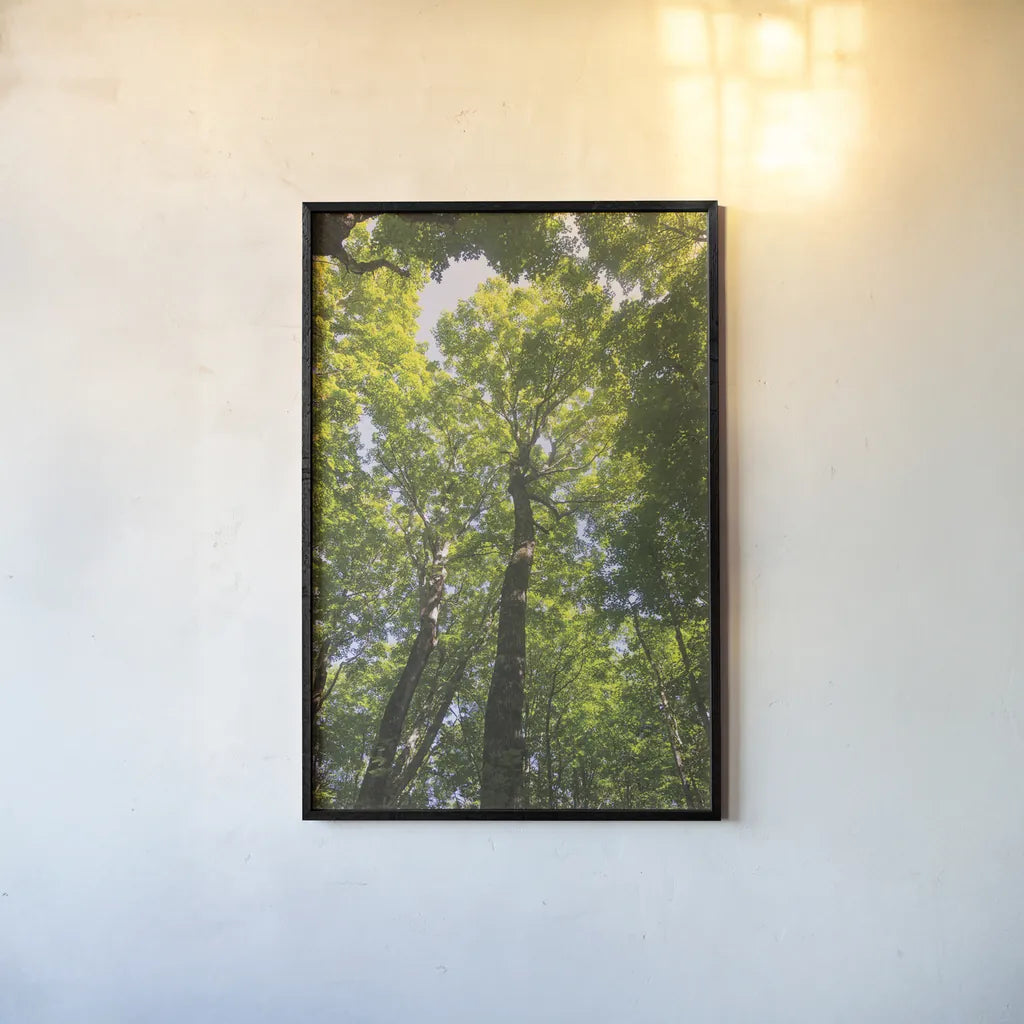 Hardwood Forest Canopy I by Alan Majchrowicz. shown as a paper print in a black flame. Available as a archival giclee rolled canvas, fine art paper, or poster print. SKU 52767h.