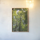 Hardwood Forest Canopy I by Alan Majchrowicz. shown as a paper print in a natural frame. Available as a archival giclee rolled canvas, fine art paper, or poster print. SKU 52767h.