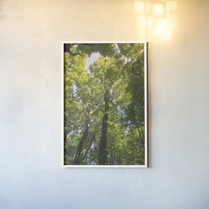 Hardwood Forest Canopy I by Alan Majchrowicz. shown as a paper print in a white frame. Available as a archival giclee rolled canvas, fine art paper, or poster print. SKU 52767h.