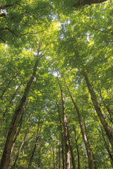 Hardwood Forest Canopy II by Alan Majchrowicz. SKU 52768h. Archival Giclee Fine art print for wall decor.