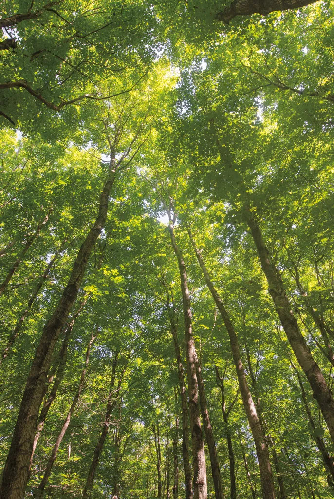 Hardwood Forest Canopy II by Alan Majchrowicz. SKU 52768h. Archival Giclee Fine art print for wall decor.