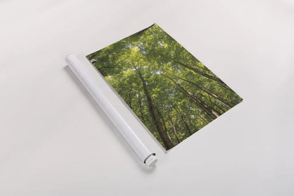 Hardwood Forest Canopy II by Alan Majchrowicz. shown as a rolled paper print. Available as archival giclee rolled canvas, fine art paper, or poster print. SKU 52768h.