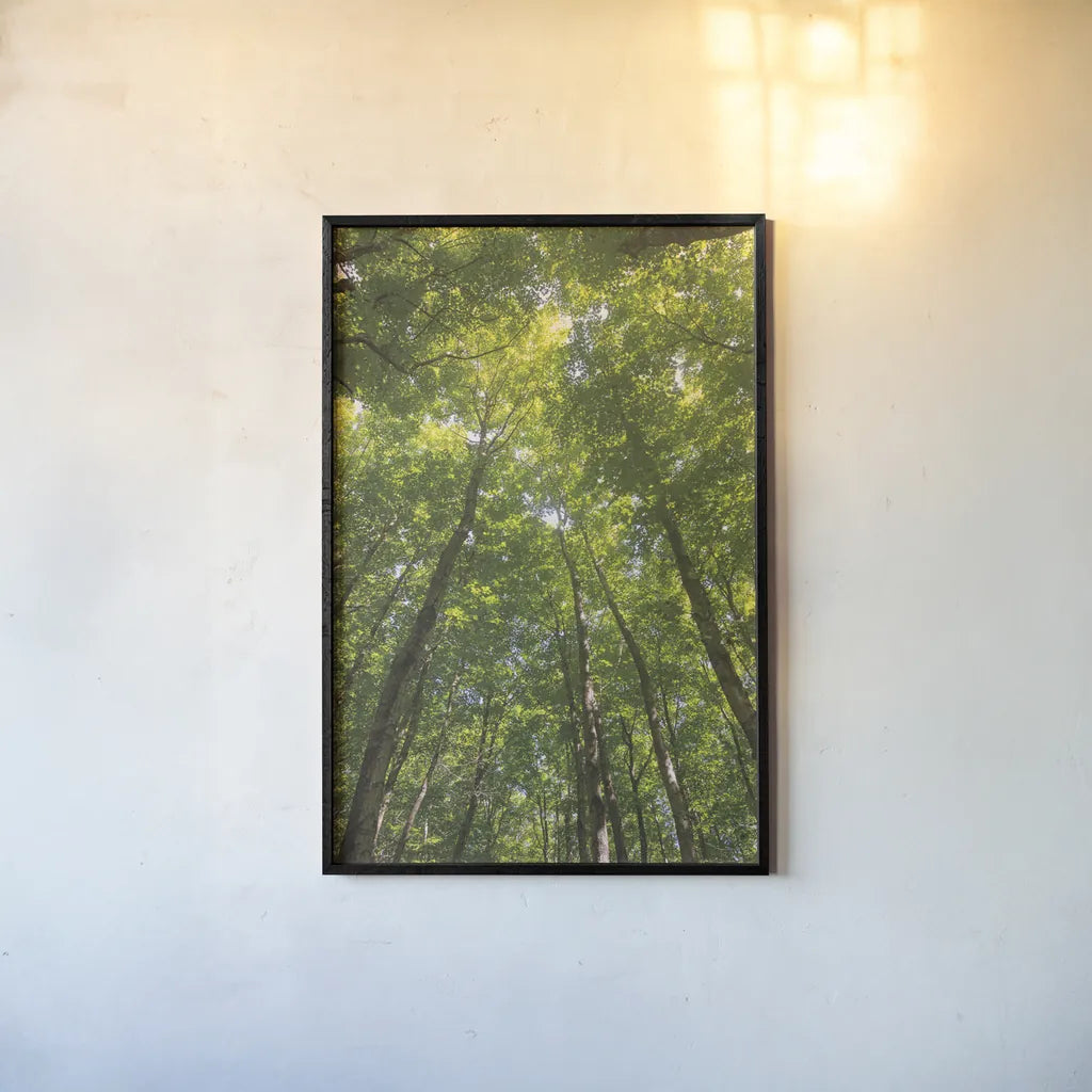 Hardwood Forest Canopy II by Alan Majchrowicz. shown as a paper print in a black flame. Available as a archival giclee rolled canvas, fine art paper, or poster print. SKU 52768h.