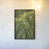 Hardwood Forest Canopy II by Alan Majchrowicz. shown as a paper print in a black flame. Available as a archival giclee rolled canvas, fine art paper, or poster print. SKU 52768h.