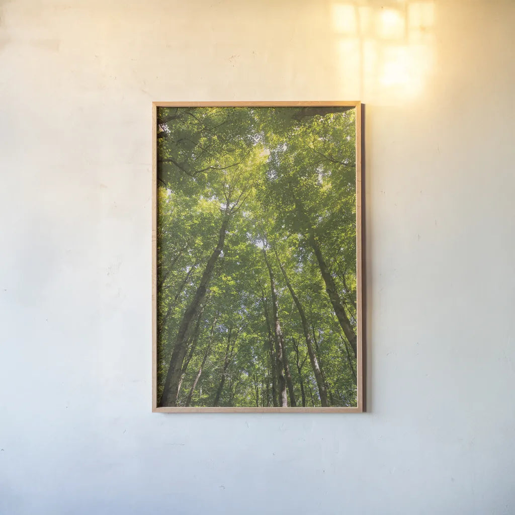 Hardwood Forest Canopy II by Alan Majchrowicz. shown as a paper print in a natural frame. Available as a archival giclee rolled canvas, fine art paper, or poster print. SKU 52768h.