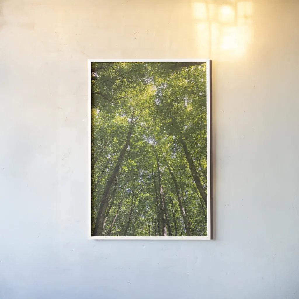 Hardwood Forest Canopy II by Alan Majchrowicz. shown as a paper print in a white frame. Available as a archival giclee rolled canvas, fine art paper, or poster print. SKU 52768h.