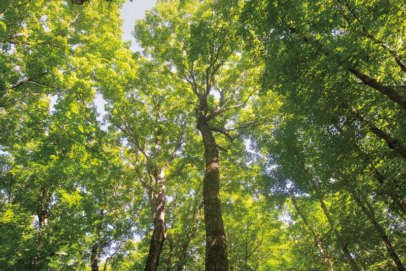 Hardwood Forest Canopy III by Alan Majchrowicz. SKU 52769i. Archival Giclee Fine art print for wall decor.