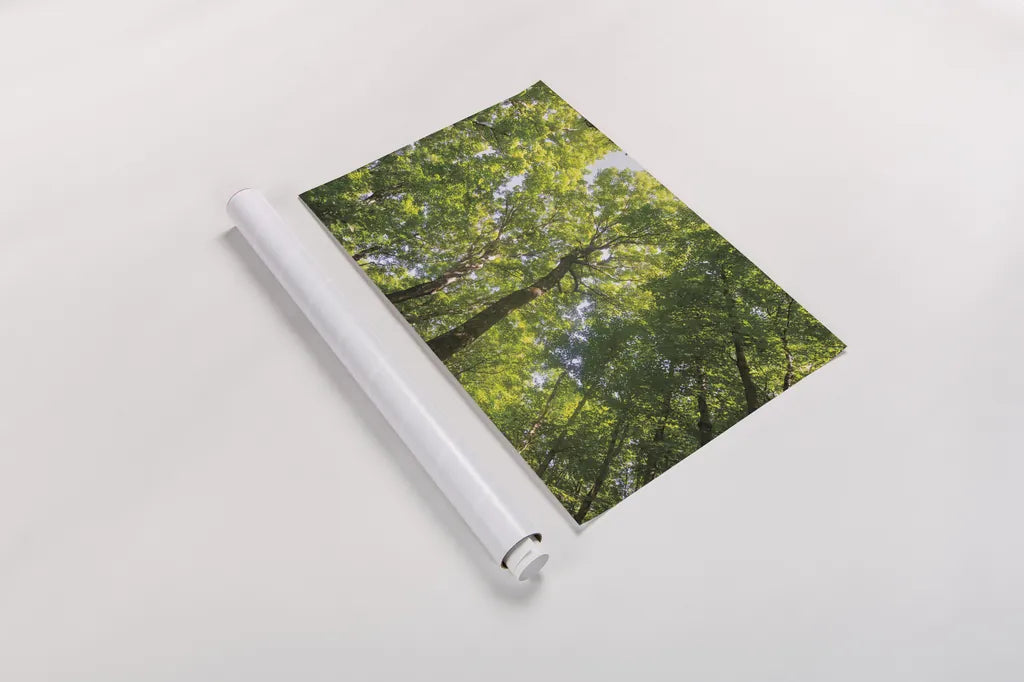 Hardwood Forest Canopy III by Alan Majchrowicz. shown as a rolled paper print. Available as archival giclee rolled canvas, fine art paper, or poster print. SKU 52769i.