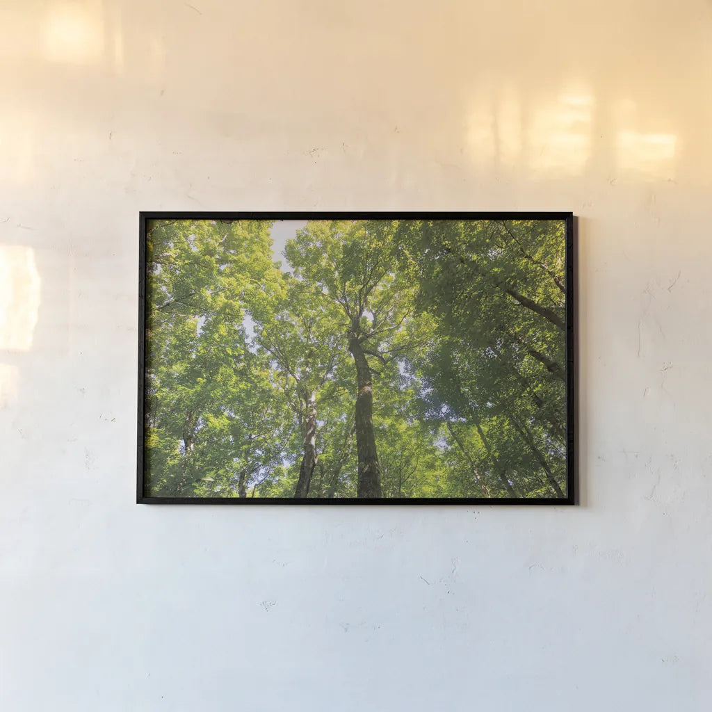 Hardwood Forest Canopy III by Alan Majchrowicz. shown as a paper print in a black flame. Available as a archival giclee rolled canvas, fine art paper, or poster print. SKU 52769i.