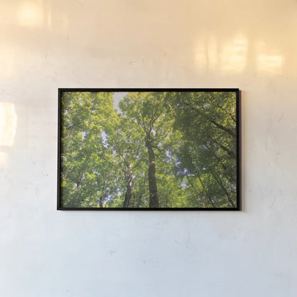 Hardwood Forest Canopy III by Alan Majchrowicz. shown as a paper print in a black flame. Available as a archival giclee rolled canvas, fine art paper, or poster print. SKU 52769i.