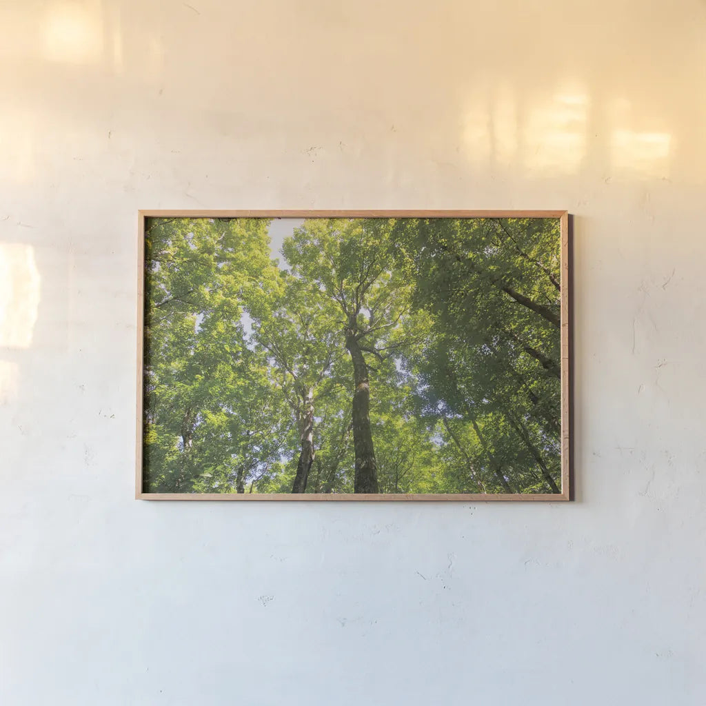 Hardwood Forest Canopy III by Alan Majchrowicz. shown as a paper print in a natural frame. Available as a archival giclee rolled canvas, fine art paper, or poster print. SKU 52769i.