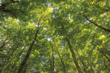 Hardwood Forest Canopy IV by Alan Majchrowicz. SKU 52770i. Archival Giclee Fine art print for wall decor.