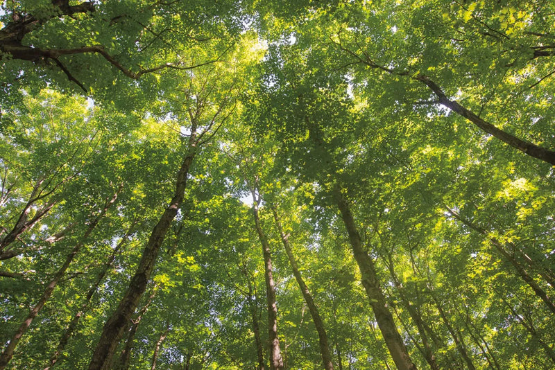 Hardwood Forest Canopy IV by Alan Majchrowicz. SKU 52770i. Archival Giclee Fine art print for wall decor.