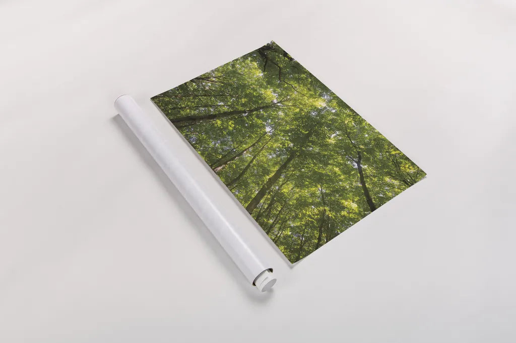 Hardwood Forest Canopy IV by Alan Majchrowicz. shown as a rolled paper print. Available as archival giclee rolled canvas, fine art paper, or poster print. SKU 52770i.
