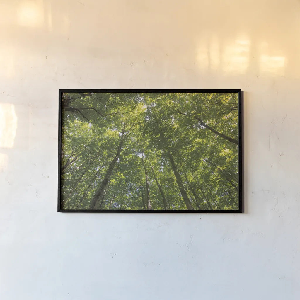 Hardwood Forest Canopy IV by Alan Majchrowicz. shown as a paper print in a black flame. Available as a archival giclee rolled canvas, fine art paper, or poster print. SKU 52770i.