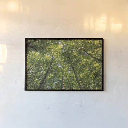 Hardwood Forest Canopy IV by Alan Majchrowicz. shown as a paper print in a black flame. Available as a archival giclee rolled canvas, fine art paper, or poster print. SKU 52770i.
