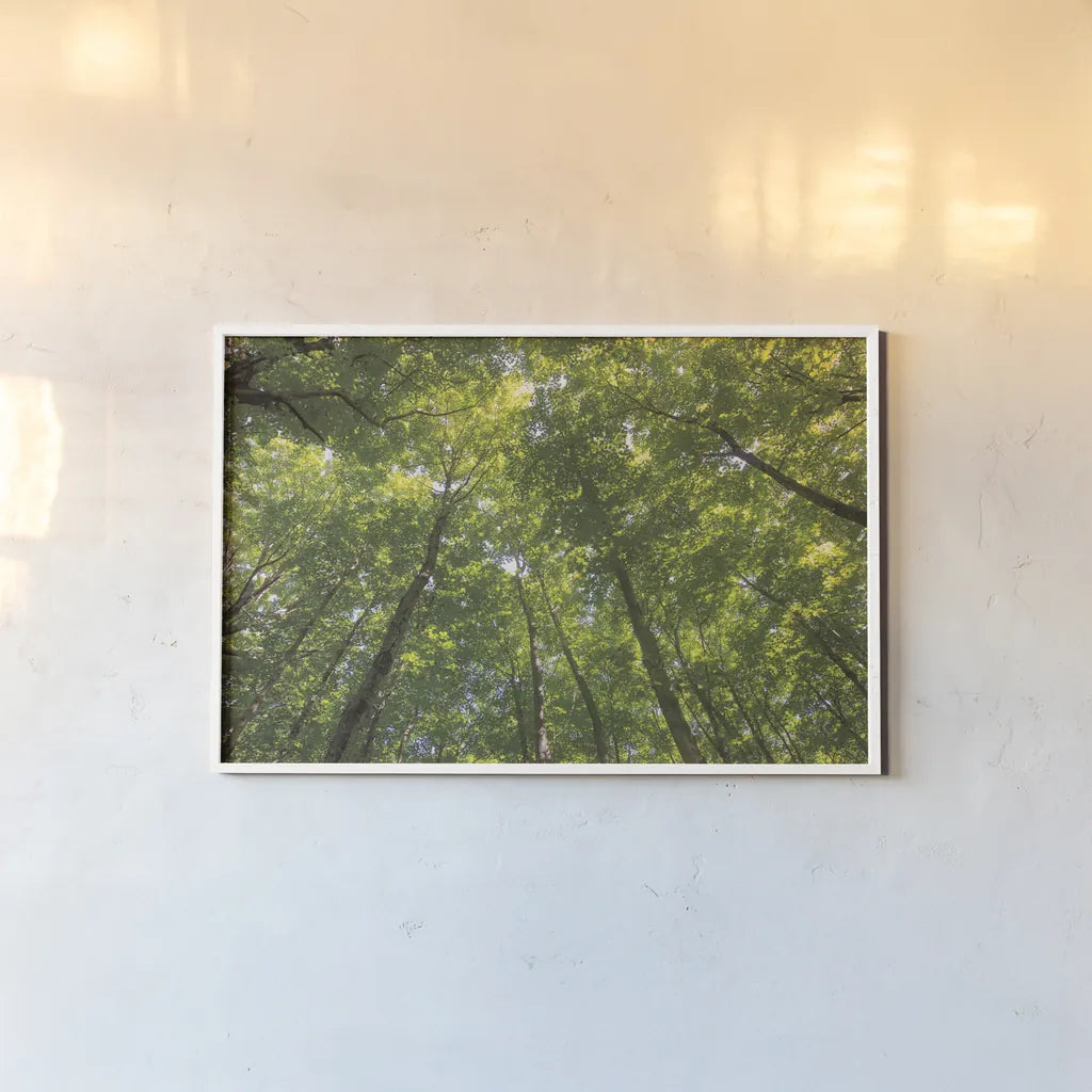 Hardwood Forest Canopy IV by Alan Majchrowicz. shown as a paper print in a white frame. Available as a archival giclee rolled canvas, fine art paper, or poster print. SKU 52770i.