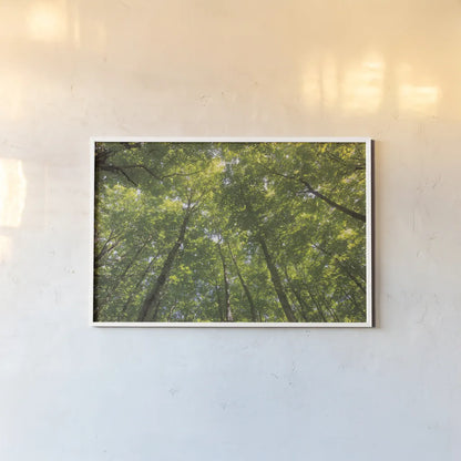 Hardwood Forest Canopy IV by Alan Majchrowicz. shown as a paper print in a white frame. Available as a archival giclee rolled canvas, fine art paper, or poster print. SKU 52770i.