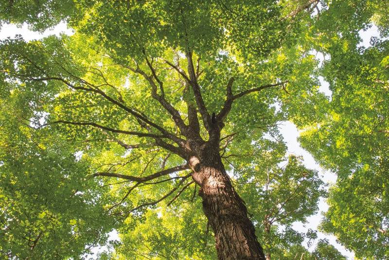 Hardwood Forest Canopy V by Alan Majchrowicz. SKU 52771i. Archival Giclee Fine art print for wall decor.