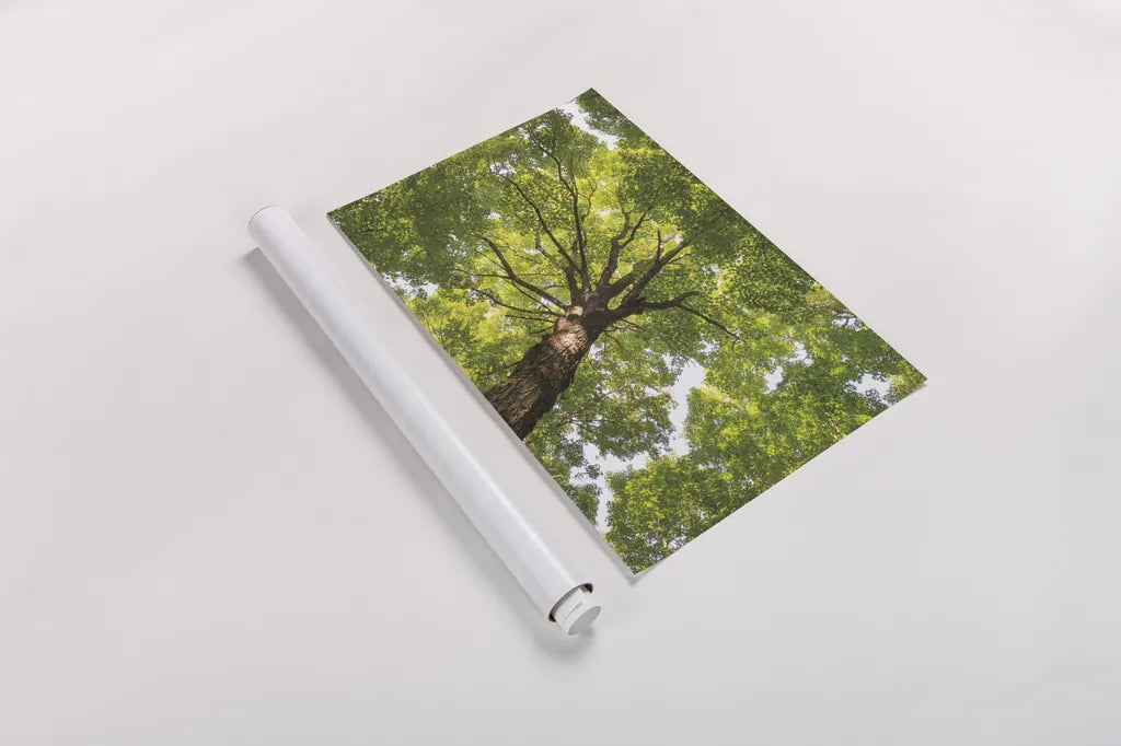 Hardwood Forest Canopy V by Alan Majchrowicz. shown as a rolled paper print. Available as archival giclee rolled canvas, fine art paper, or poster print. SKU 52771i.