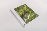 Hardwood Forest Canopy V by Alan Majchrowicz. shown as a rolled paper print. Available as archival giclee rolled canvas, fine art paper, or poster print. SKU 52771i.