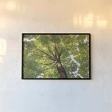 Hardwood Forest Canopy V by Alan Majchrowicz. shown as a paper print in a black flame. Available as a archival giclee rolled canvas, fine art paper, or poster print. SKU 52771i.