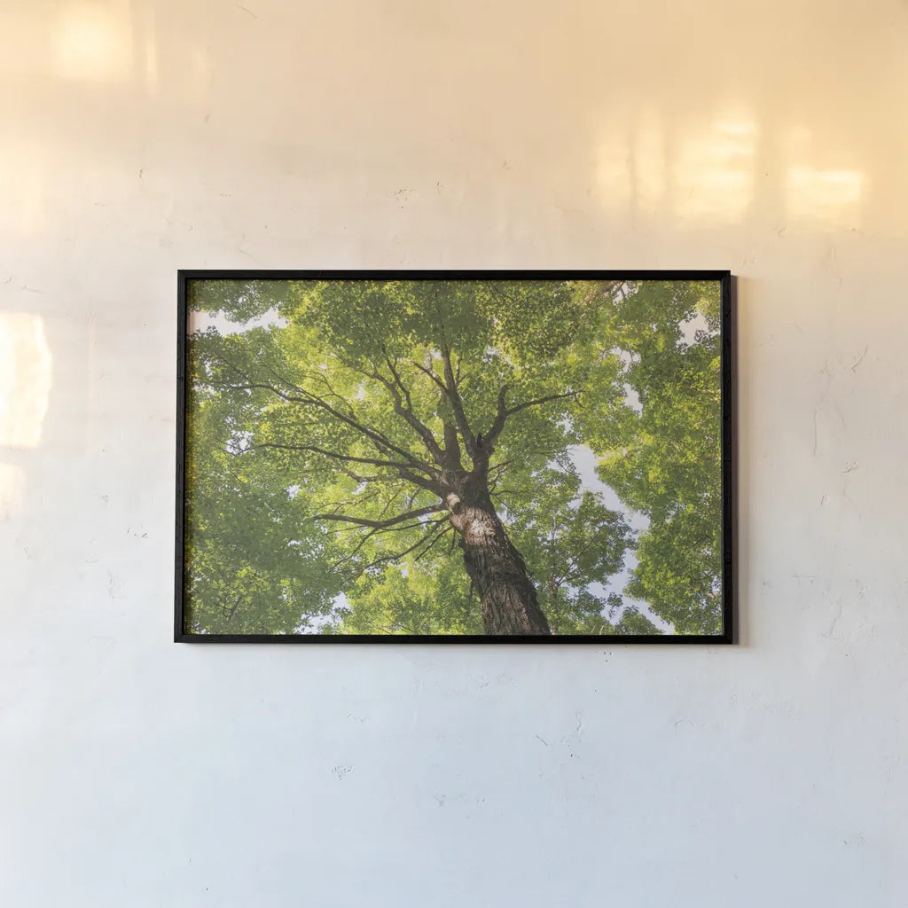 Hardwood Forest Canopy V by Alan Majchrowicz. shown as a paper print in a black flame. Available as a archival giclee rolled canvas, fine art paper, or poster print. SKU 52771i.