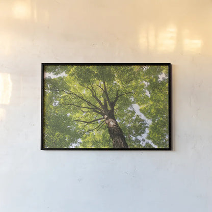 Hardwood Forest Canopy V by Alan Majchrowicz. shown as a paper print in a black flame. Available as a archival giclee rolled canvas, fine art paper, or poster print. SKU 52771i.