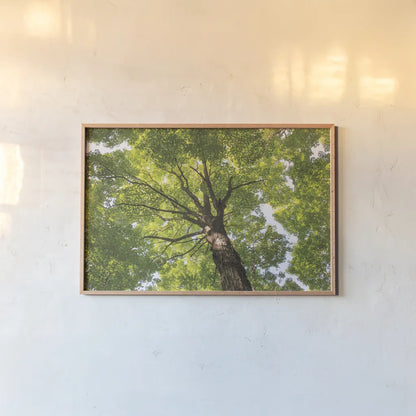 Hardwood Forest Canopy V by Alan Majchrowicz. shown as a paper print in a natural frame. Available as a archival giclee rolled canvas, fine art paper, or poster print. SKU 52771i.