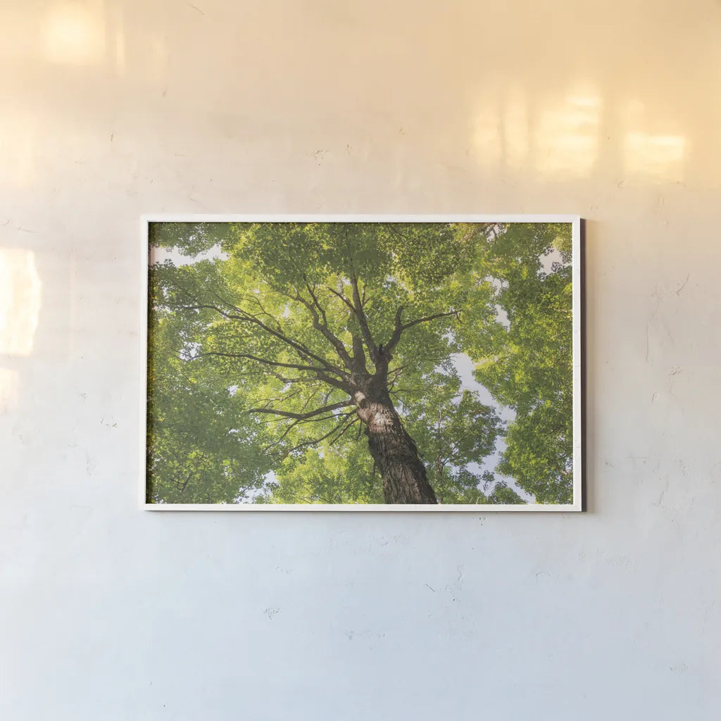 Hardwood Forest Canopy V by Alan Majchrowicz. shown as a paper print in a white frame. Available as a archival giclee rolled canvas, fine art paper, or poster print. SKU 52771i.