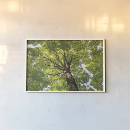 Hardwood Forest Canopy V by Alan Majchrowicz. shown as a paper print in a white frame. Available as a archival giclee rolled canvas, fine art paper, or poster print. SKU 52771i.