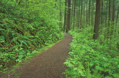 Hiking Trail in Columbia River Gorge I by Alan Majchrowicz. SKU 62462i. Archival Giclee Fine art print for wall decor.