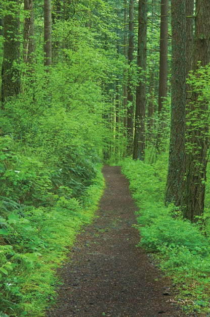 Hiking Trail in Columbia River Gorge II by Alan Majchrowicz. SKU 62463h. Archival Giclee Fine art print for wall decor.