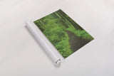 Hiking Trail in Columbia River Gorge II by Alan Majchrowicz. shown as a rolled paper print. Available as archival giclee rolled canvas, fine art paper, or poster print. SKU 62463h.