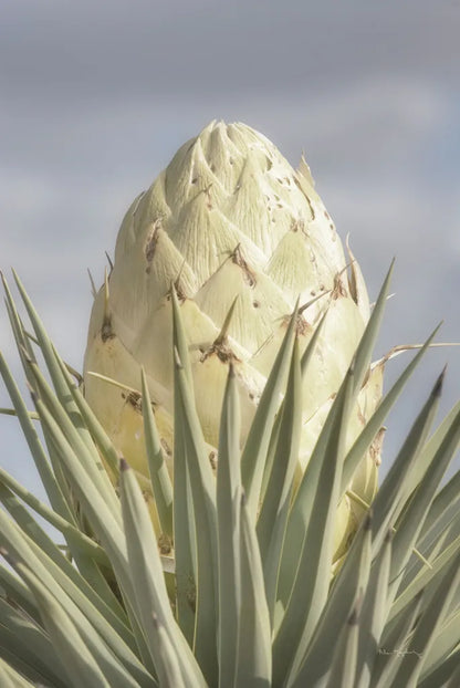 Joshua Tree by Alan Majchrowicz. SKU 61458h. Archival Giclee Fine art print for wall decor.