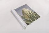 Joshua Tree by Alan Majchrowicz. shown as a rolled paper print. Available as archival giclee rolled canvas, fine art paper, or poster print. SKU 61458h.
