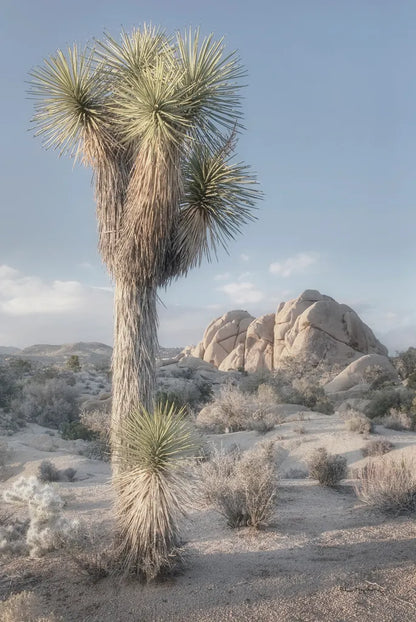 Joshua Tree National Park I by Alan Majchrowicz. SKU 61455h. Archival Giclee Fine art print for wall decor.