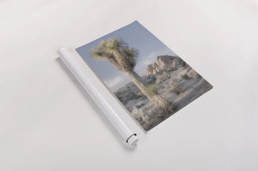 Joshua Tree National Park I by Alan Majchrowicz. shown as a rolled paper print. Available as archival giclee rolled canvas, fine art paper, or poster print. SKU 61455h.